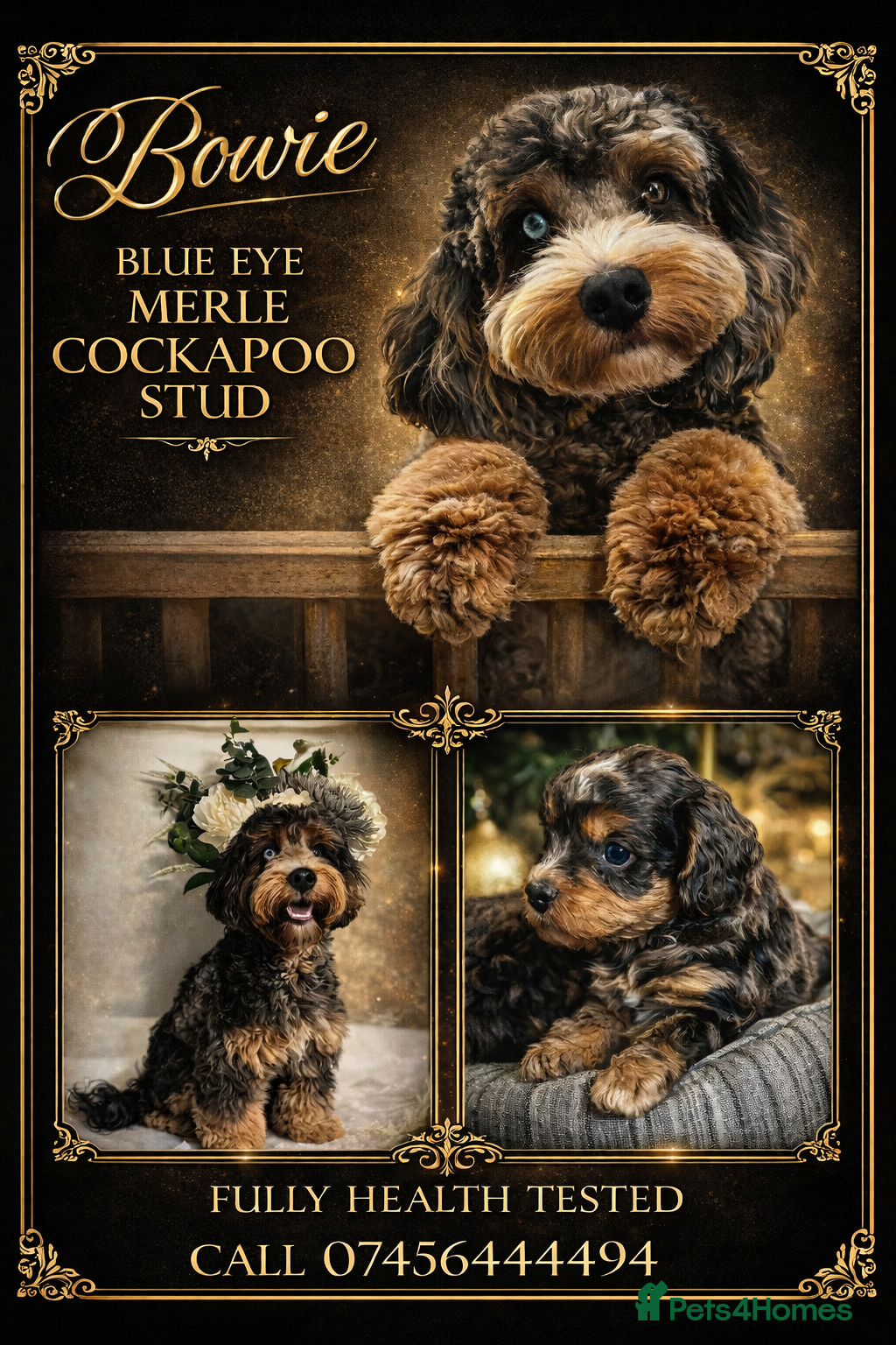 Cockapoo dogs Merle cockapoo stud - Advert 7