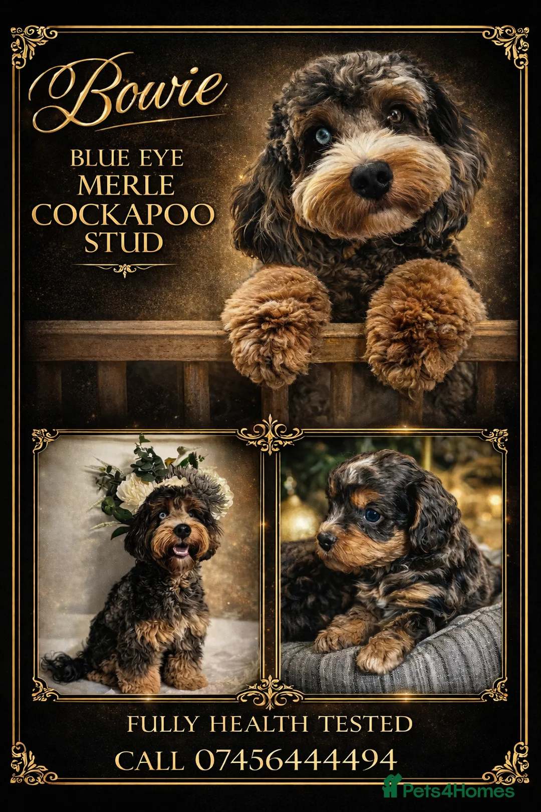 Cockapoo dogs for stud: Merle cockapoo stud - Advert 1