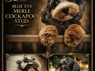 Cockapoo dogs Merle cockapoo stud - Advert 7