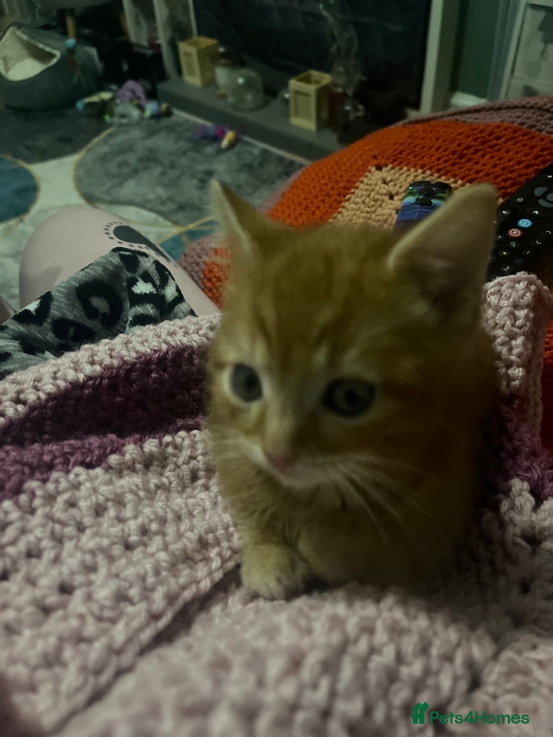 Domestic Shorthair cats for sale: Tabby kittens - Image 10