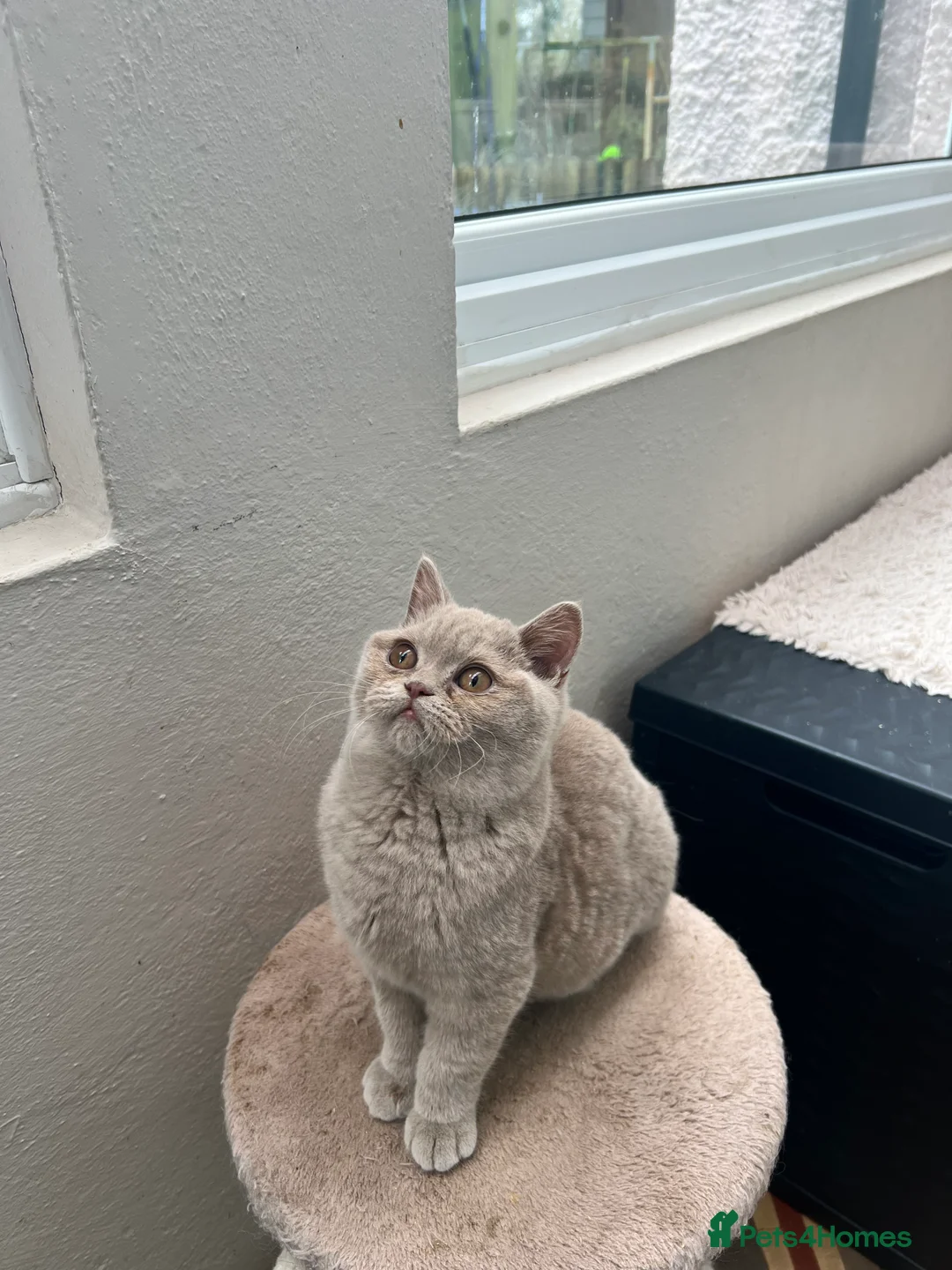 British Shorthair cats for sale: Beautiful Pedigree GCCF Registered – Ready Now! - Advert 8