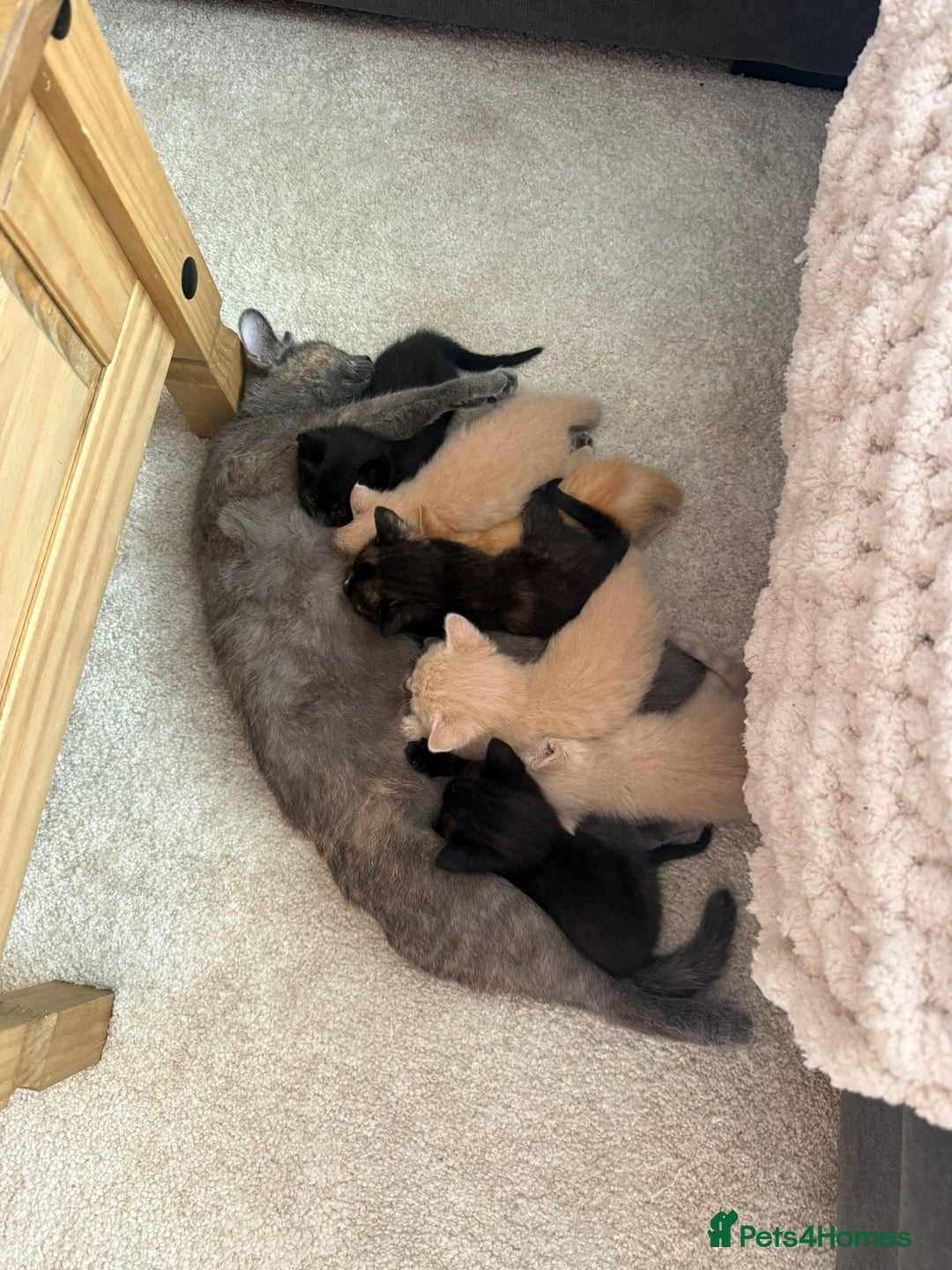 British Shorthair cats for sale: British Shorthair kittens  - Image 7