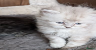 Siberian cats Siberian kitty  - Advert 11