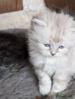 Siberian cats Siberian kitty - Advert 1