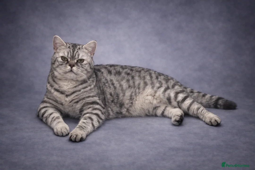 British Shorthair cats for stud: Exceptional BSH silver spotted Stud  - Advert 3