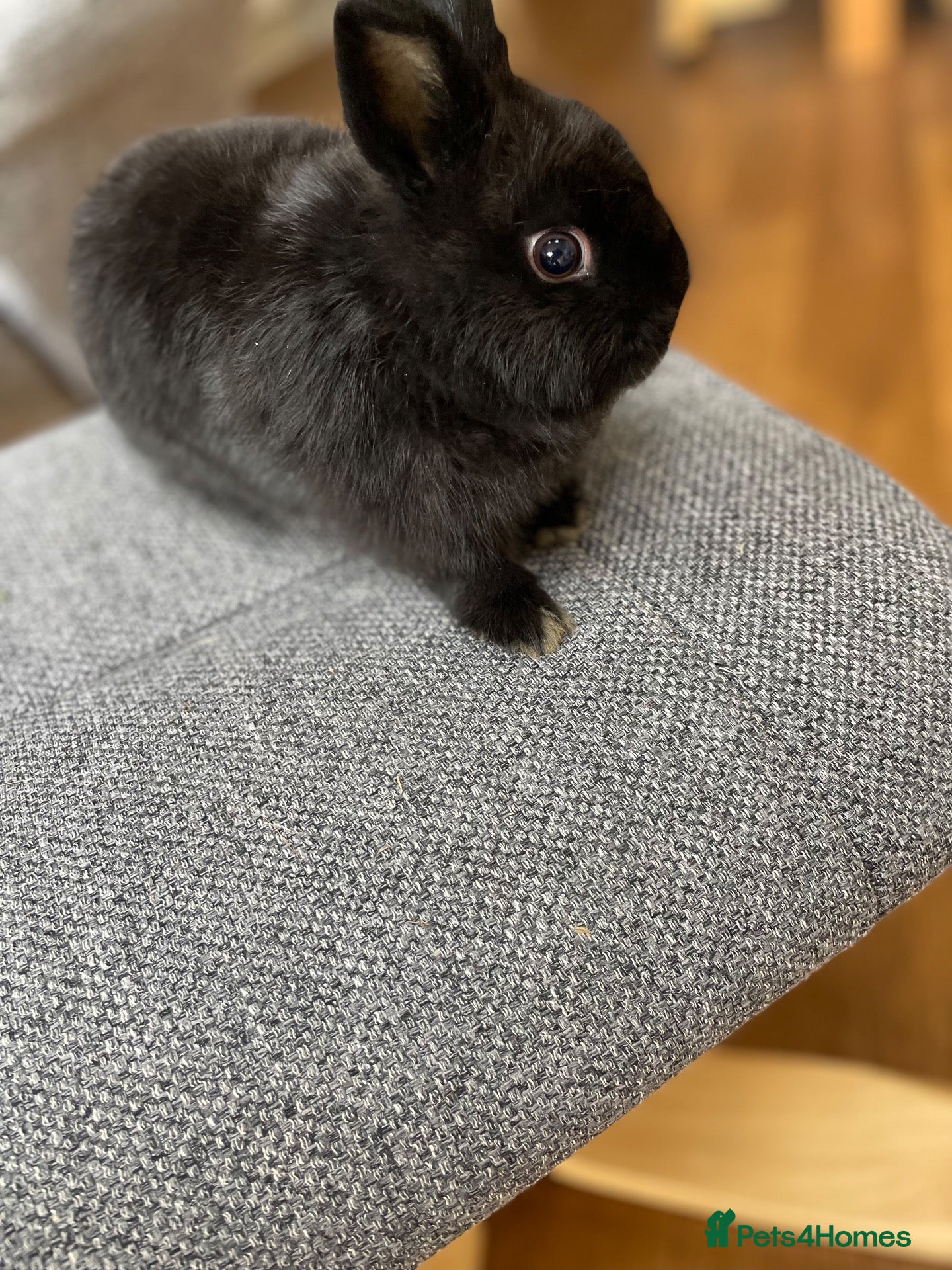 Netherland Dwarf rabbits for sale: Pure Bred Netherland Dwarf Male Baby Rabbit  - Advert 1