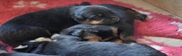 Rottweiler dogs for sale: Champion-Bred Rottweiler Puppies for Loving Homes - Advert 1