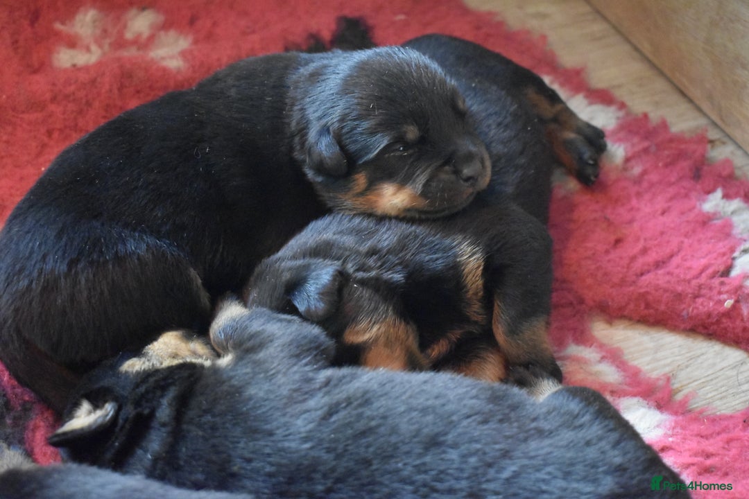 Rottweiler dogs for sale: Champion-Bred Rottweiler Puppies for Loving Homes - Advert 1
