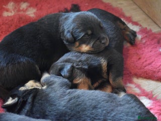 Rottweiler dogs Champion-Bred Rottweiler Puppies for Loving Homes - Advert 2