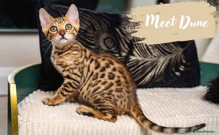 Bengal cats - Advert 14