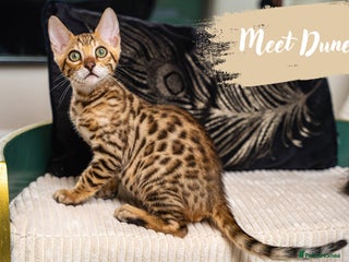 Bengal cats - Advert 9