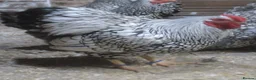 Chickens poultry for sale: Quality Silver Laced Wyandotte Bantam Pullets - Advert 5