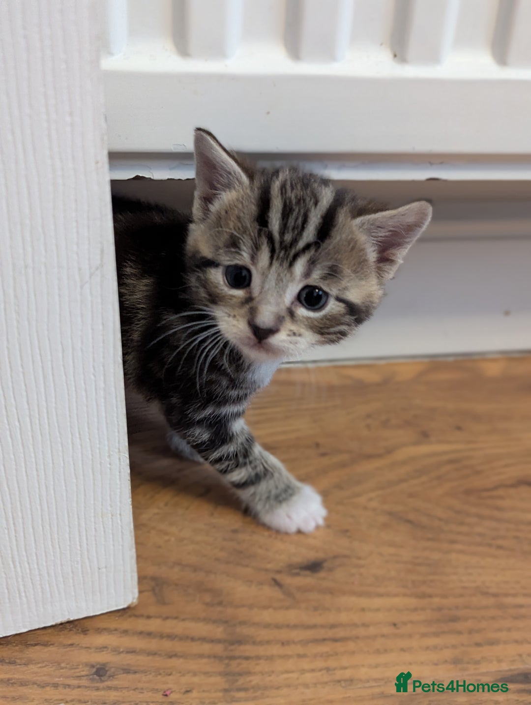 Mixed Breed cats for sale: 5 beautiful and playful kittens - Advert 16