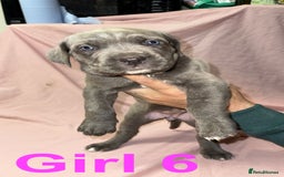 Cane Corso dogs for sale: Stunning Cane Corso Puppies for sale - Image 15