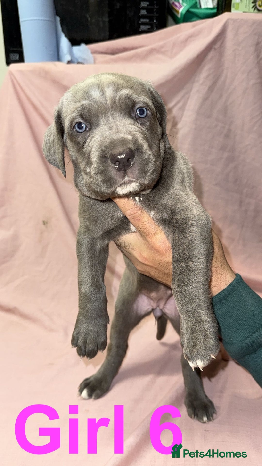 Cane Corso dogs for sale: Stunning Cane Corso Puppies for sale - Image 15