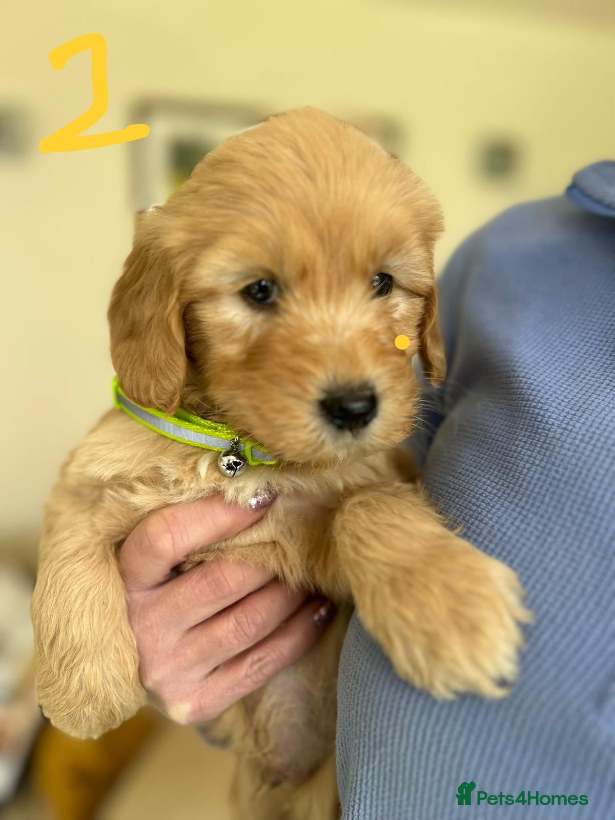 Goldendoodle dogs Gorgeous Goldendoodle Puppies - Advert 2