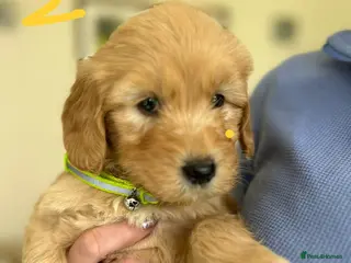 Goldendoodle dogs Gorgeous Goldendoodle Puppies - Advert 2