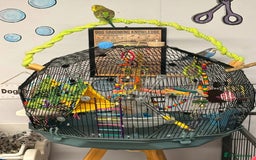 Budgerigars birds for sale: 2 baby budgies and stunning cage  - Image 11