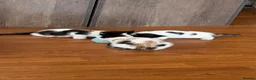 Mixed Breed cats for sale: 13 beautiful kittens  - Advert 4