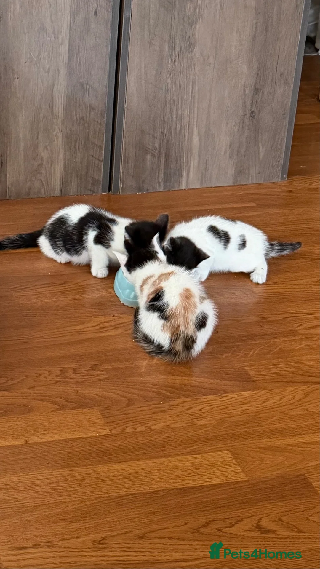 Mixed Breed cats for sale: 13 beautiful kittens  - Advert 4