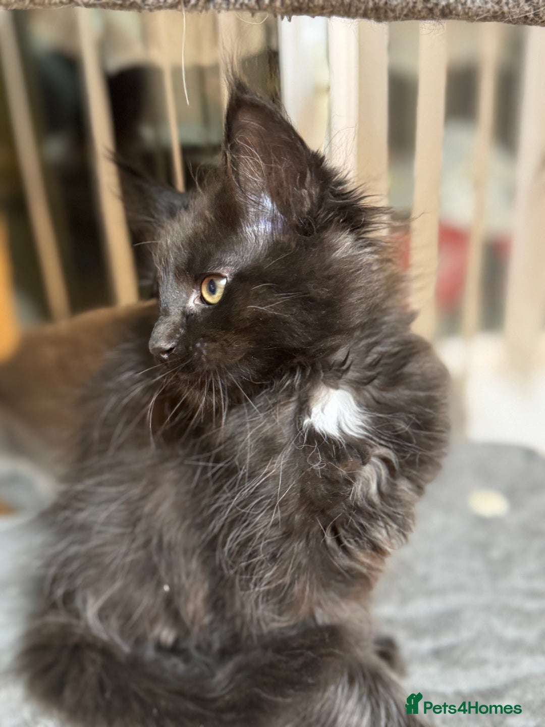 Maine Coon cats for sale: Adorable pure breed Maine coon Kittens’s for sale - Advert 38