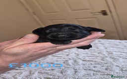 Cockapoo dogs for sale: Cockapoo puppies 🐶 - Image 6