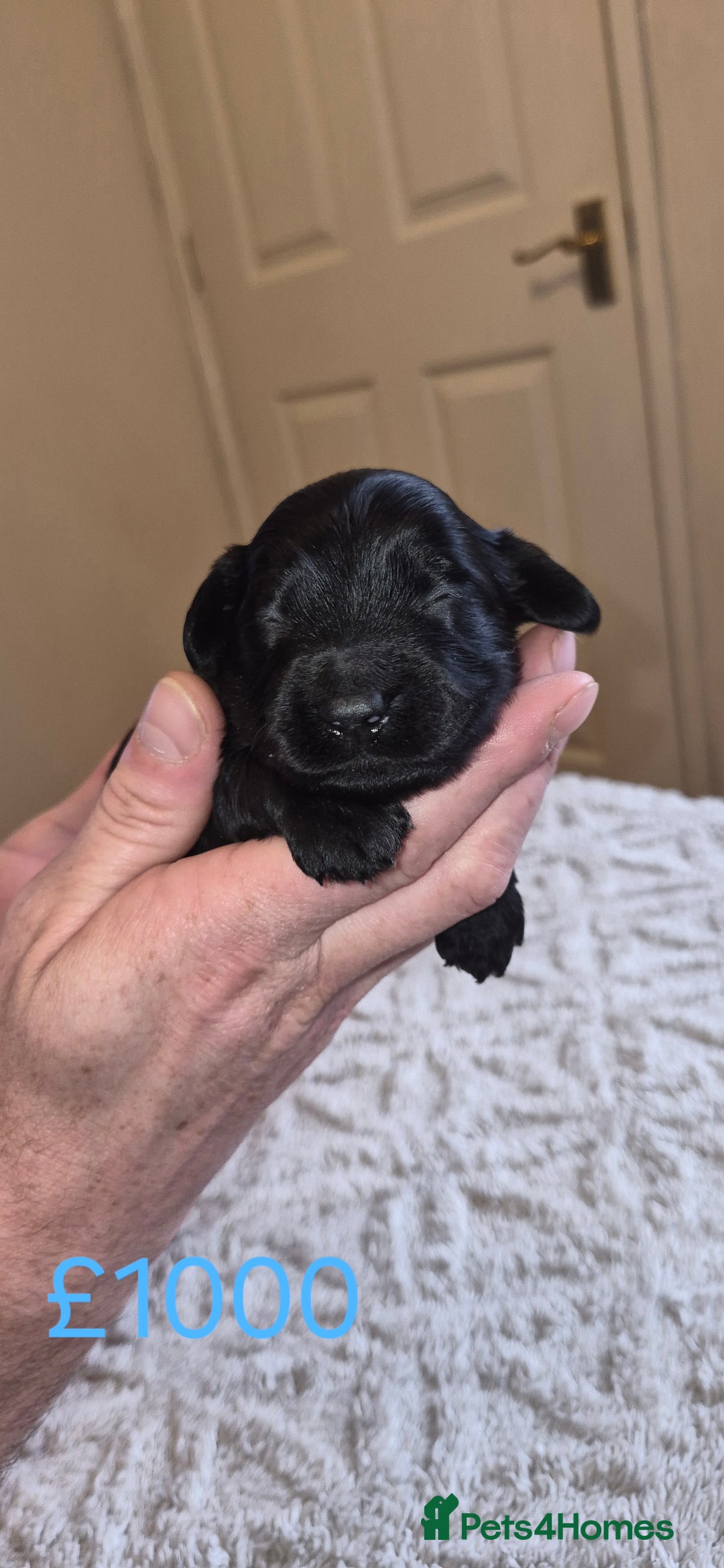 Cockapoo dogs for sale: Cockapoo puppies 🐶 - Image 6