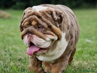 English Bulldog dogs BEST CHOCOLATETAN merle in UK in London - Advert 9