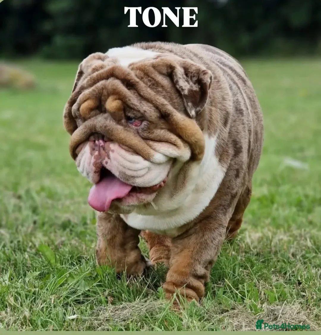 English Bulldog dogs for stud: BEST CHOCOLATETAN merle in UK in London - Advert 1