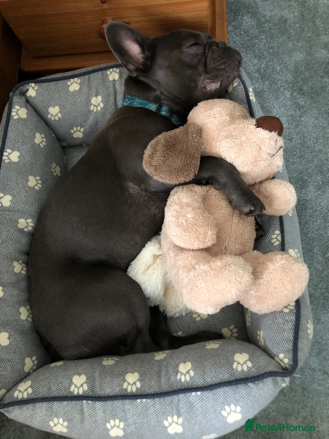 French Bulldog dogs for stud: Blue&Tan French Bulldog ready for stud £500 in Northampton - Advert 19