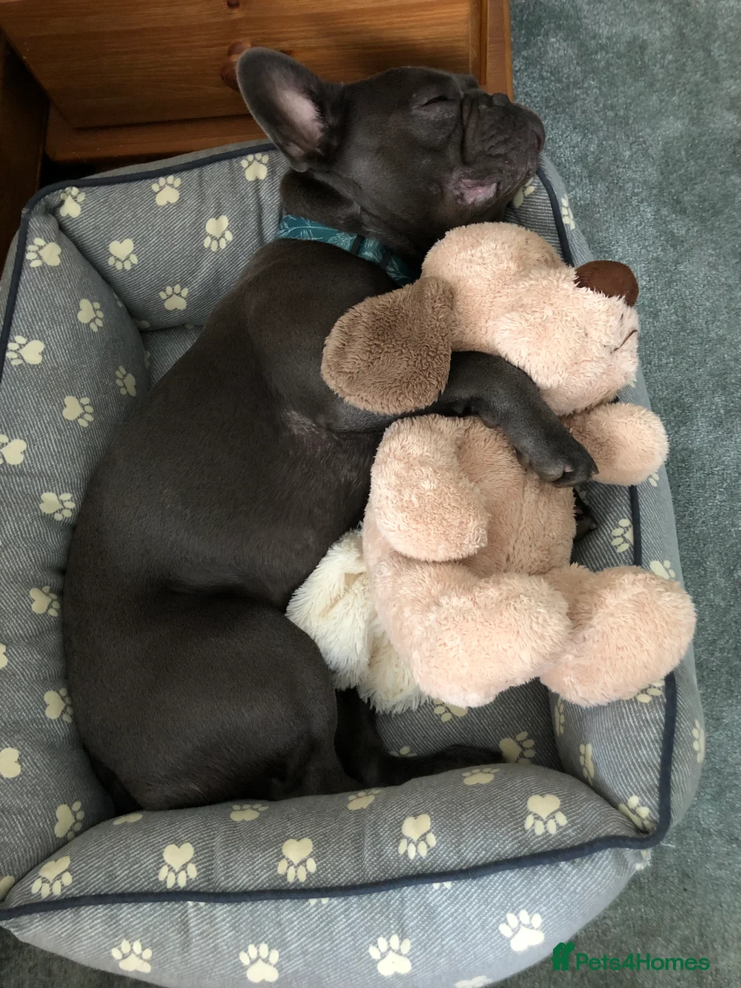 French Bulldog dogs for stud: Blue&Tan French Bulldog ready for stud £500 in Northampton - Advert 19