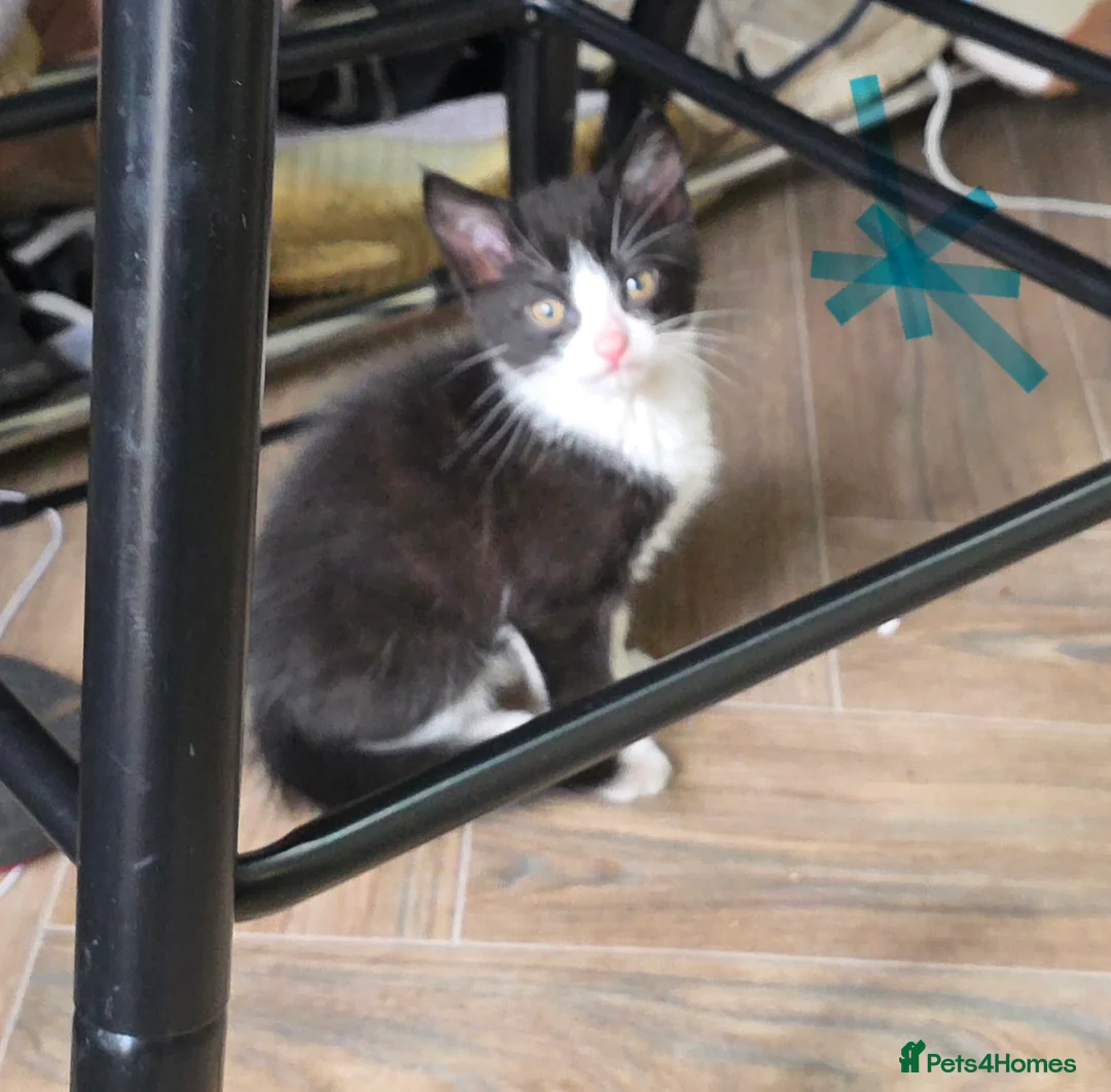 Mixed Breed cats for sale: 3 kittens ready for their forever home  - Advert 10