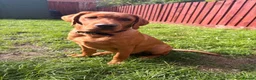Labrador Retriever dogs for sale: Looking to rehome are 5 month old Labrador  in Carmarthen - Advert 1