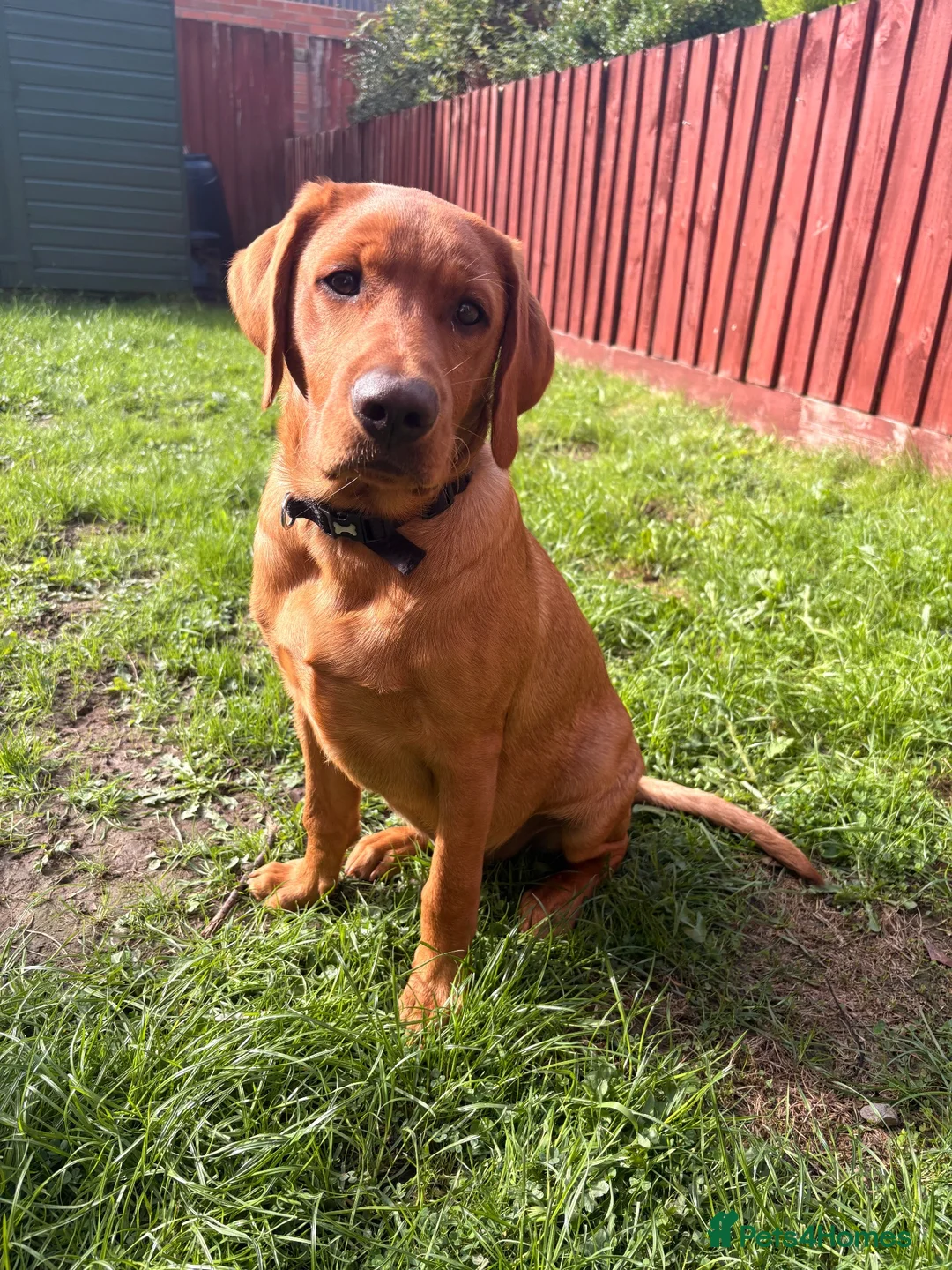 Labrador Retriever dogs for sale: Looking to rehome are 5 month old Labrador  in Carmarthen - Advert 1