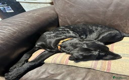 Labradoodle dogs for sale: Ready to go - Fantastic F1 Labradoodles (black) - Image 19