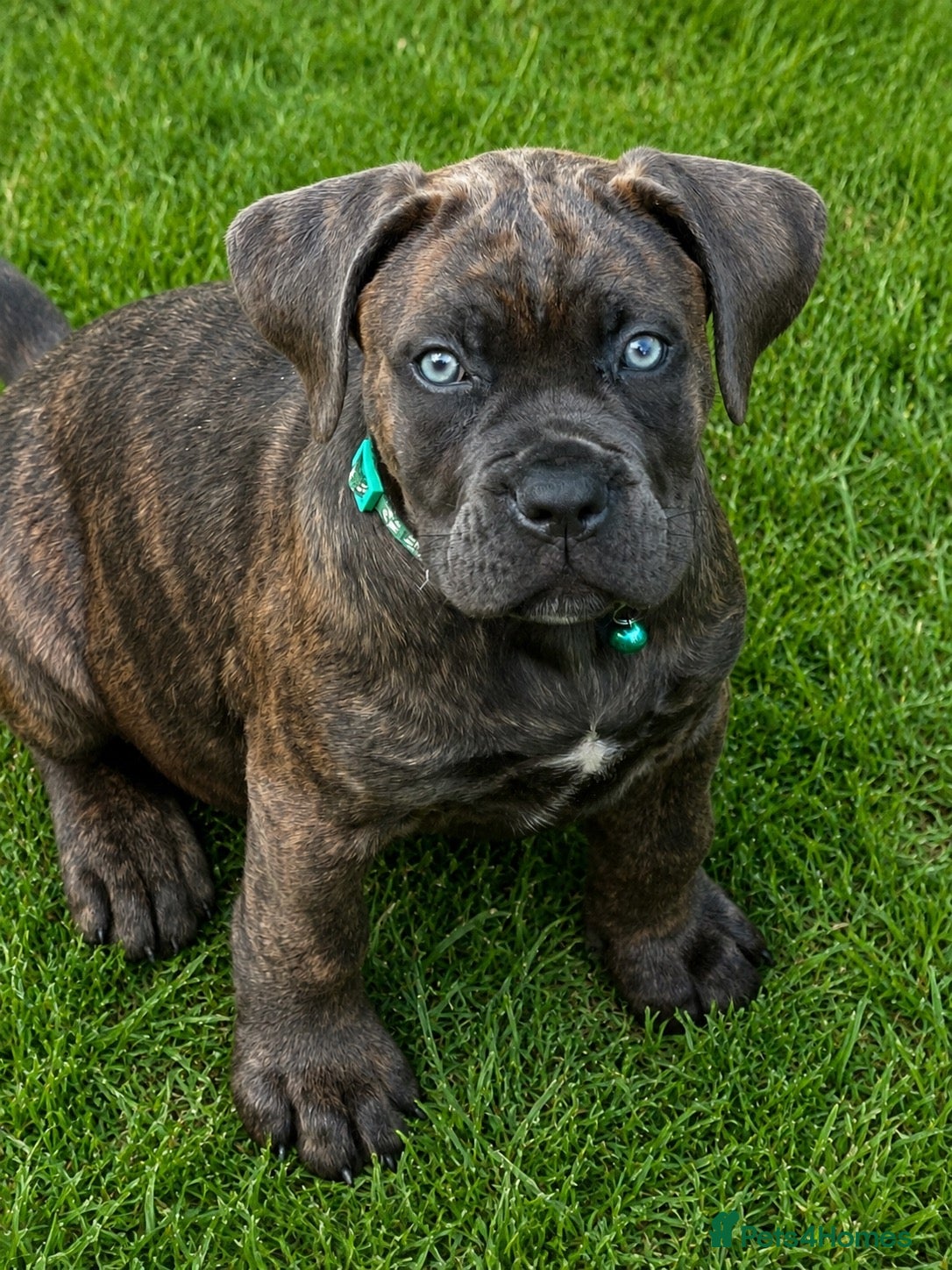 Cane Corso dogs 🐾 Balestra Magica Corso – Litter “K” 🐾 IKC/FCI - Advert 2