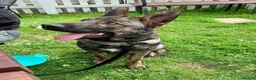 Mixed Breed dogs for sale: Belgium Shepherd Husky Mix in Newbury - Advert 2