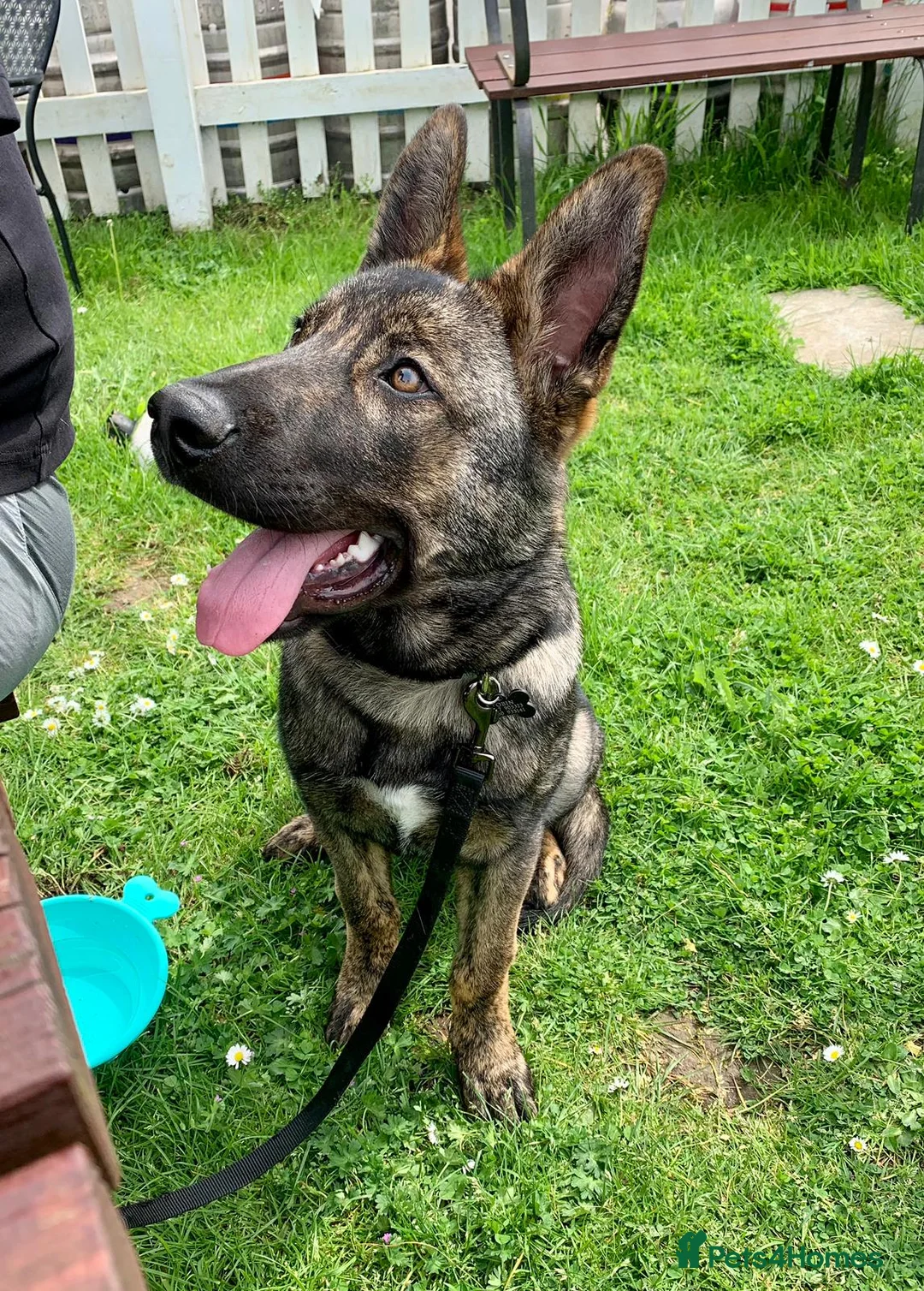 Mixed Breed dogs for sale: Belgium Shepherd Husky Mix in Newbury - Advert 2