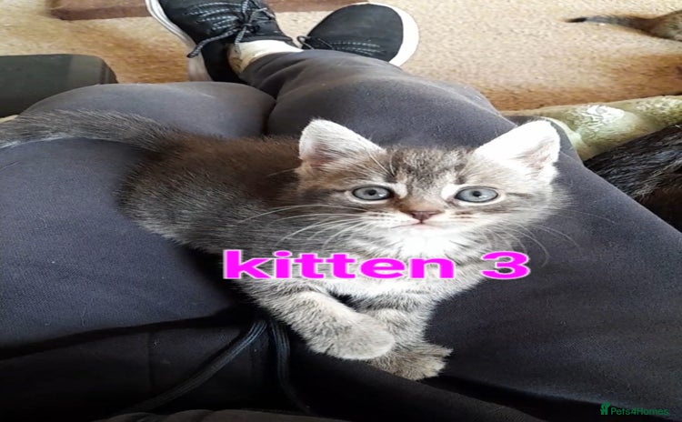 Mixed Breed cats - Advert 2