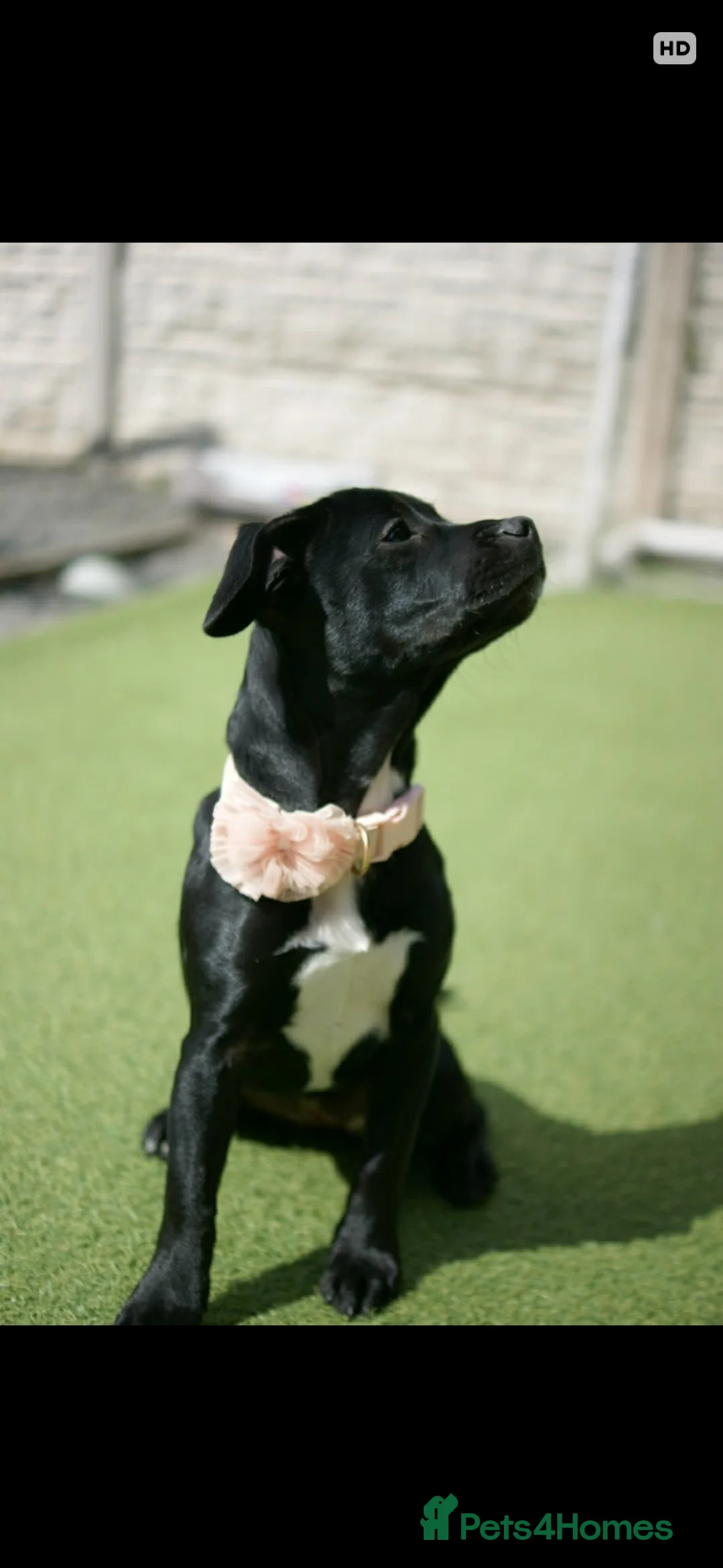 Mixed Breed dogs for sale: 6 Month old Female  - Advert 5