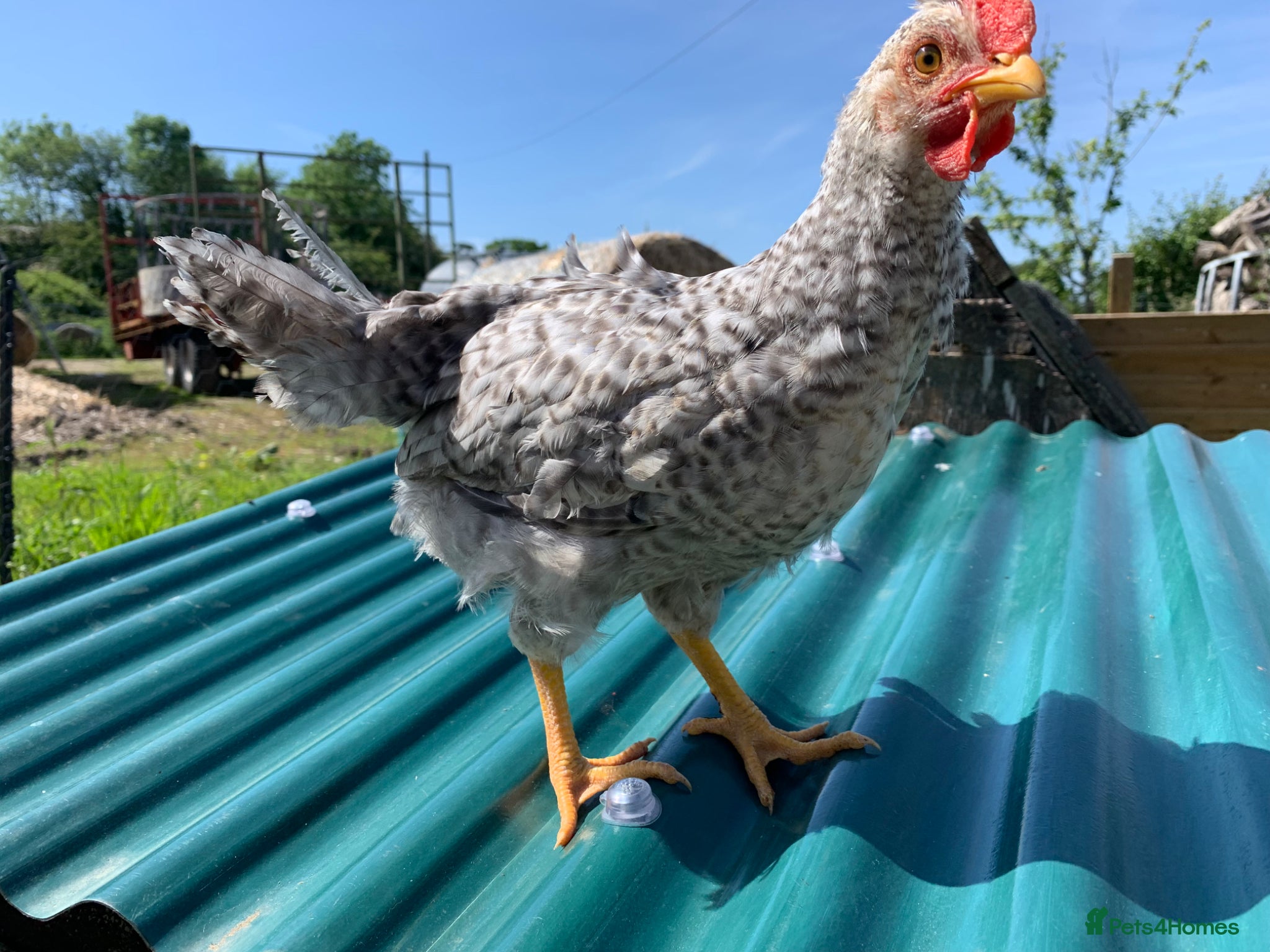 Chickens poultry Crested Cream legbar pure breed cockerel  - Advert 1