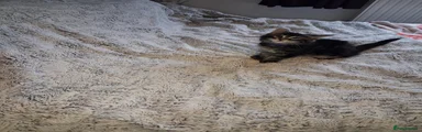 Mixed Breed 5
