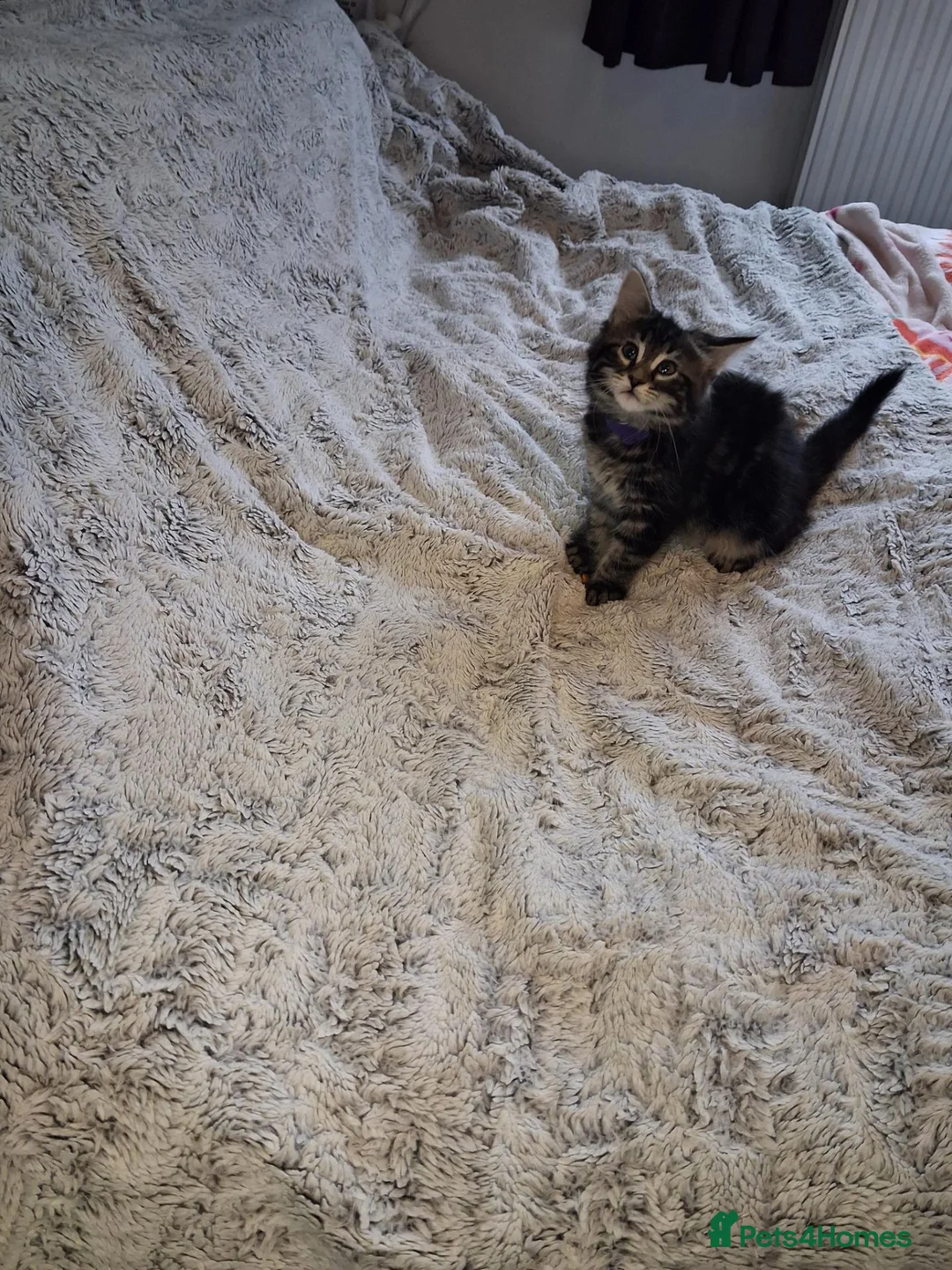 Mixed Breed cats for sale: Beautiful mixed breed kittens mum is maincoon in Colchester - Advert 25