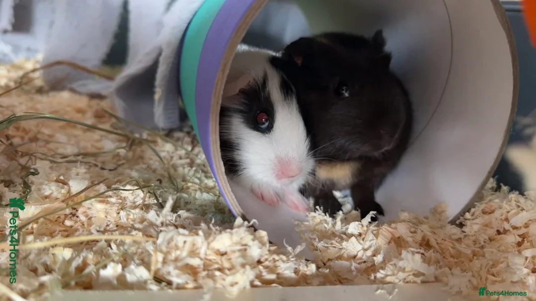 Guinea Pig rodents for sale: 2 female guinea pigs in Reading - Advert 5