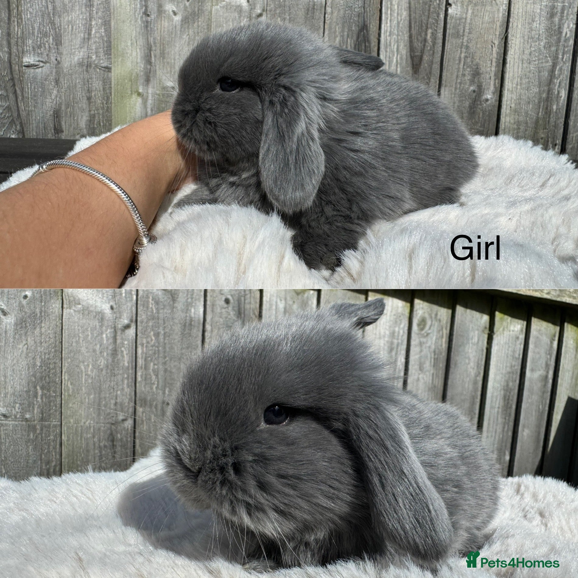 Mini Lop rabbits Easter mini lops🐰 - Advert 1
