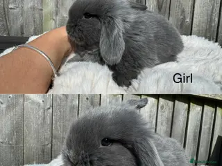 Mini Lop rabbits Easter mini lops🐰 - Advert 1