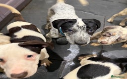 Mixed Breed dogs for sale: Collie x Dalmatian Puppies - Advert 12