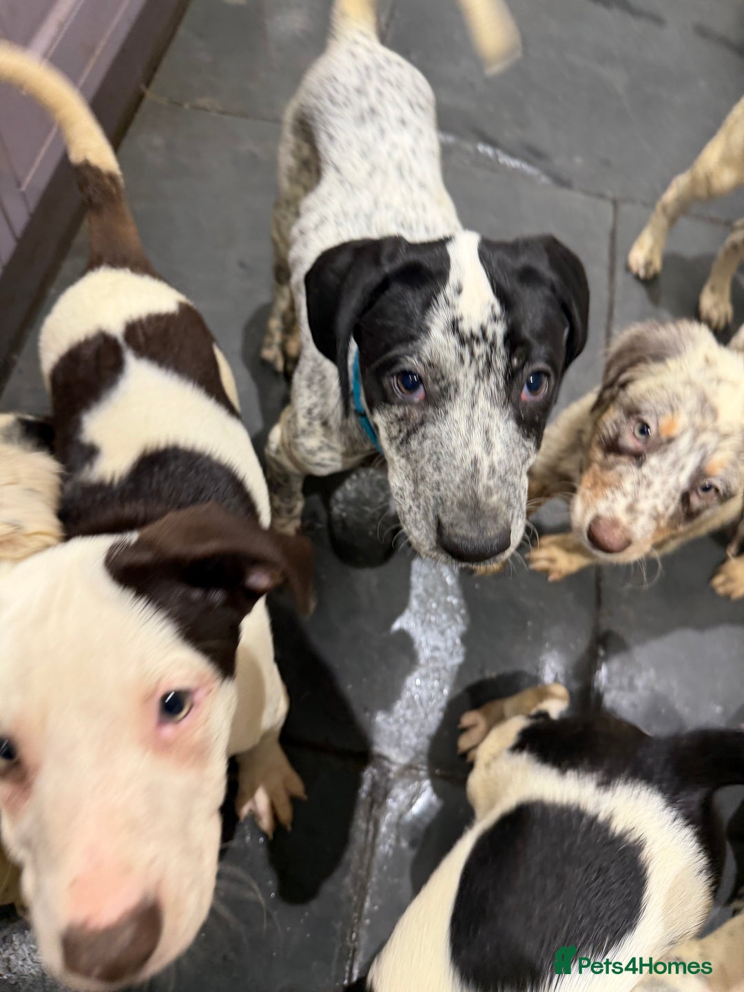 Mixed Breed dogs for sale: Collie x Dalmatian Puppies - Advert 12