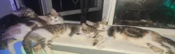 Mixed Breed cats for sale: mix bengal kittens happy for offers - Advert 5