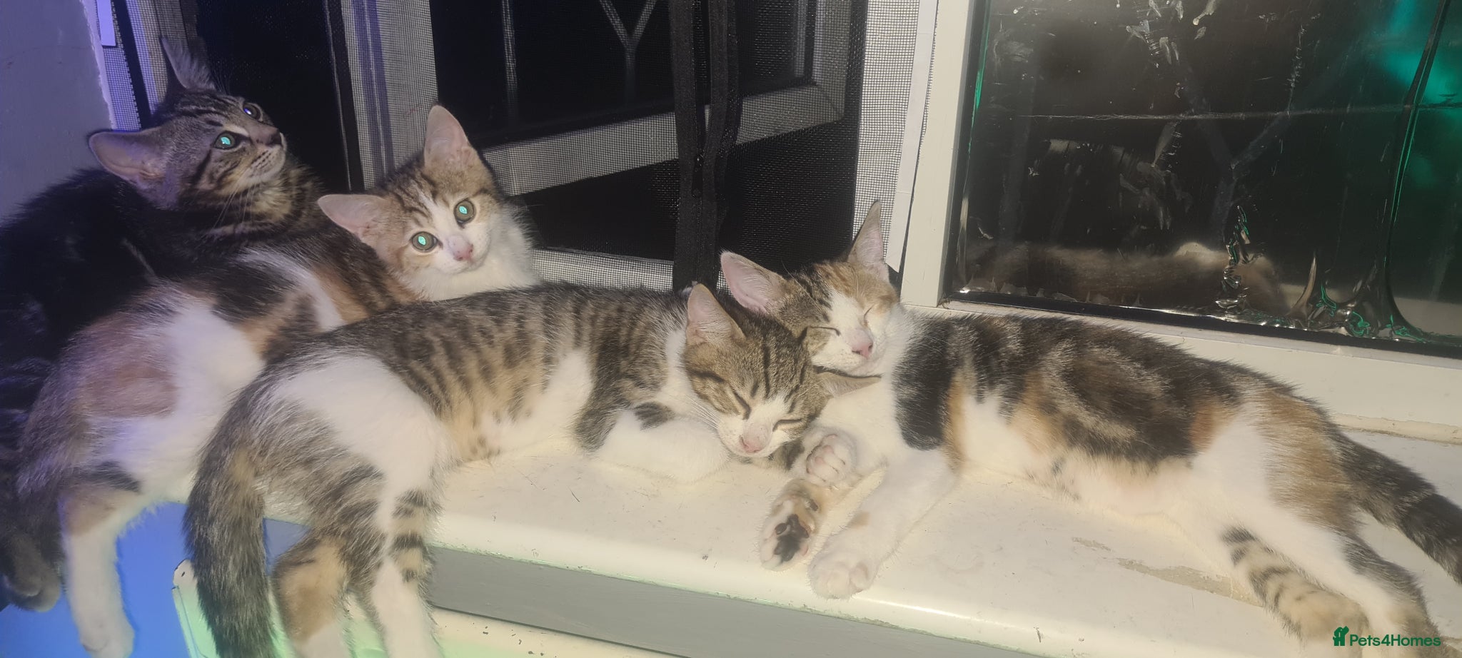 Mixed Breed cats mix bengal kittens happy for offers - Advert 1